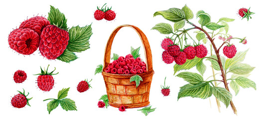 Raspberry in a basket, raspberry with a leaf, raspberry on a branch. Set of watercolor illustrations for labels, menus, or packaging design.