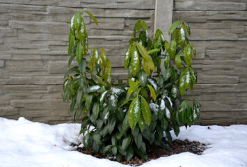  a hardy species that has all the attributes of previously delicate cultivars: it is tall, has...
