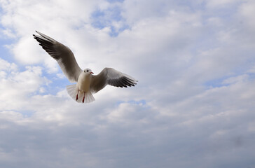 The seagull feels great in the pre-storm sky
