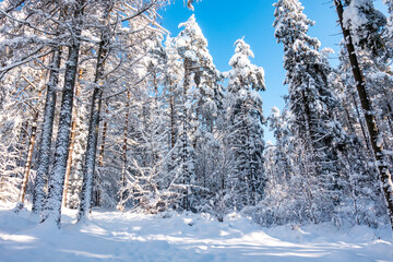 Śnieg zima kaszuby wieżyca las drzewa - obrazy, fototapety, plakaty