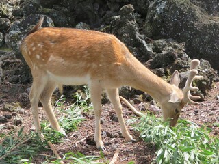 young deer in the forest