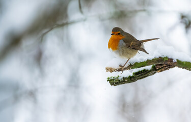 European robin (Erithacus rubecula) in the snow