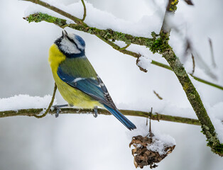 Eurasian blue tit (Cyanistes caeruleus) in the snow