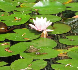pink water lily between leaves