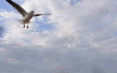 The seagull is looking for a storm to fight nature
The seagull is looking for a storm to fight nature
