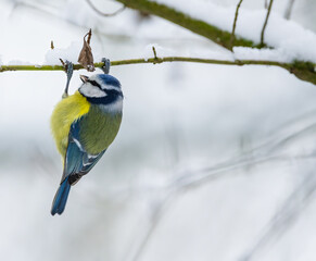 Eurasian blue tit (Cyanistes caeruleus) in the snow