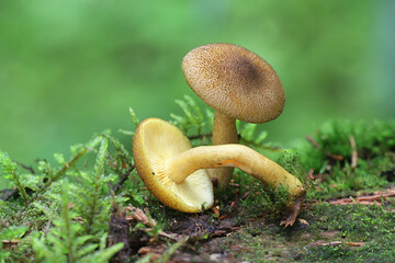 Tricholomopsis decora, known as Prunes and Custard, wild mushroom from Finland