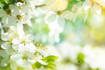 Amazing Art Spring Background With Spring Blooming