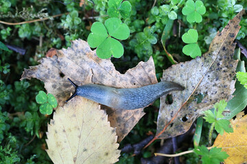 Krynickillus melanocephalus, a highly invasive slug with no common english name