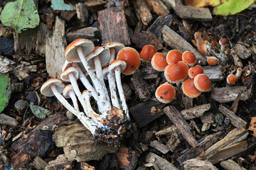 Hypholoma marginatum, known as the snakeskin brownie, wild mushroom from Finland