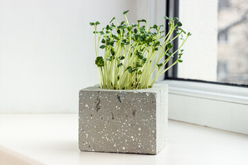 Daikon radish microgreen sprouts in concrete vase at the windowsill. Homegrown microgreen shoots. Healthy food concept