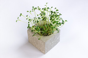 Daikon radish microgreen sprouts in concrete vase. Homegrown microgreen shoots. Healthy food concept