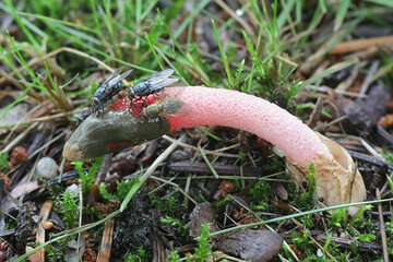 Mutinus ravenelii, known as the red stinkhorn fungus, stinking mushrooms from Finland
