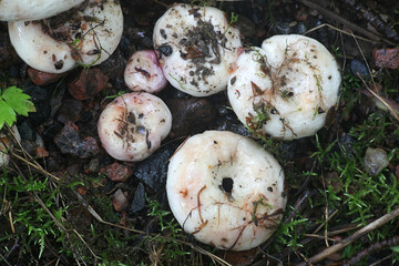 Lactarius controversus, known as the Blushing Milkcap, a wild edible mushroom from Finland