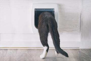 Cat passing through the cat door