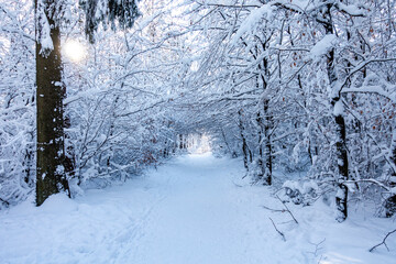 Zima śnieg ścieżka droga szlak kaszuby wieżyca las - obrazy, fototapety, plakaty