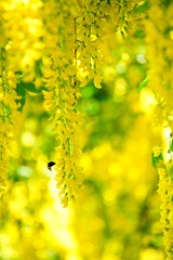 黄金に輝くキバナフジ、バンデューセン植物園カナダ