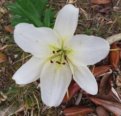 Fototapeta premium closeup of white lily blossom