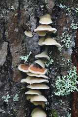 Gloeoporus dichrous, known also as Gelatoporia dichroa, Bicoloured Bracket fungus, wild polypore...