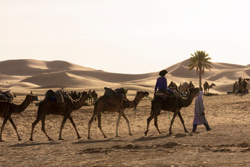 dromedary in the moroccan sahara