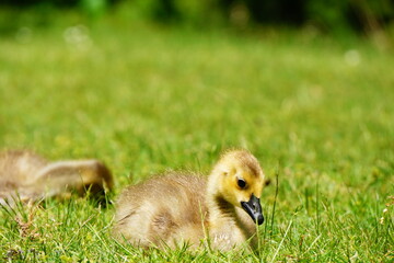 カナダガンの赤ちゃん
