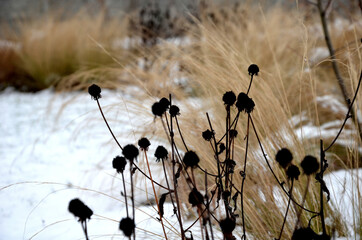 perennial flowerbeds with grasses and hornbeam hedge in winter with snow. constrast of ornamental yellow dry grasses and brown inflorescences of rudbekia. footpath of sandstone between tufs - obrazy, fototapety, plakaty