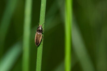 Schnellkäfer (Actenicerus siaelandicus )	