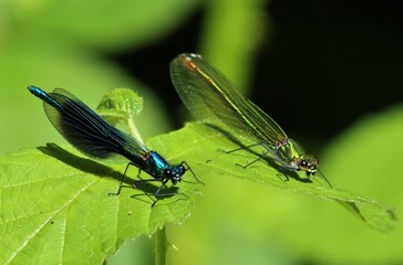 Prachtlibelle