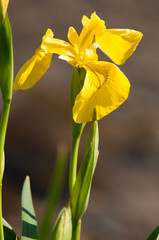 Obraz premium yellow iris flower
