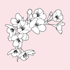 桜の花 線画イラスト コーナー 枠飾り 白黒 線画 白背景 花 白塗りなし Antique Wall Mural Antiq Pp7