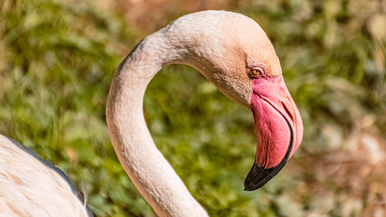 Fototapeta premium Flamingo head details on a meadow on a sunny day in summer