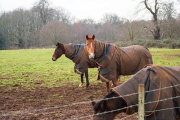 Polo Horse at Cowdray estate, West Sussex