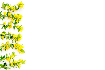 Pattern of yellow flower buds, overhead view