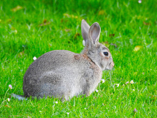 Rabbit on green grass