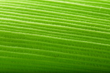 Macro image - fresh green corn cob