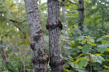 A beautiful aged old tree with textured bark against a lush green forest backdrop. Old trees amongst new vegetation and growing saplings and plants