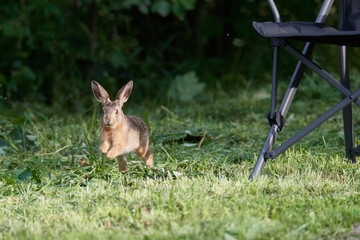 Wildkaninchen in urbaner Umgebung	