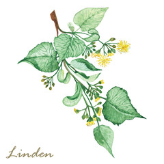 Watercolor hand painted nature herbal plant illustration with yellow blossom linden flowers, buds and green leaves on branch composition on the white background for design elements