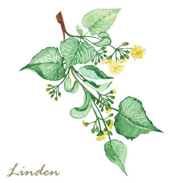 Watercolor hand painted nature herbal plant illustration with yellow blossom linden flowers, buds and green leaves on branch composition on the white background for design elements