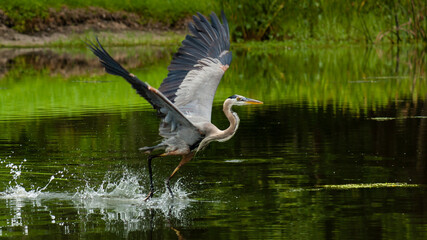 Great Blue Heron taking off from our retention pond in the backyard.
