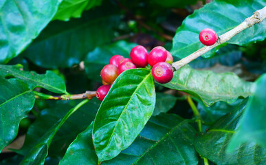 organic coffee berries of a plant