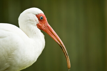 Closeup headshot profile of a White Ibis.
