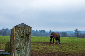 Polo Horse at Cowdray estate, West Sussex
