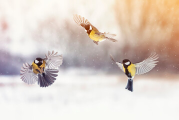 three birds of a tit fly in a winter sunny garden under falling snow © nataba