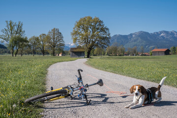 Beagle im Isarwinkel