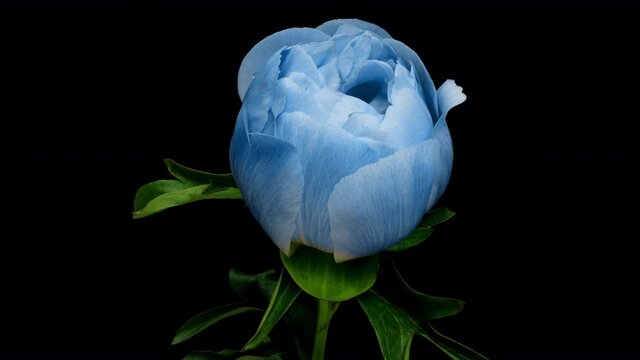 Timelapse of spectacular beautiful blue peony flower blooming on black background. Blooming peony flower open, time lapse, close-up