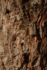 brown rocky texture close up