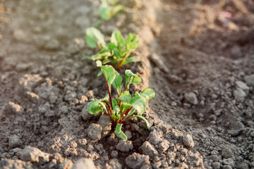 young beet seedlings in the ground. gardening and harvest