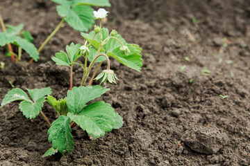 sprout of young strawberries in the ground.