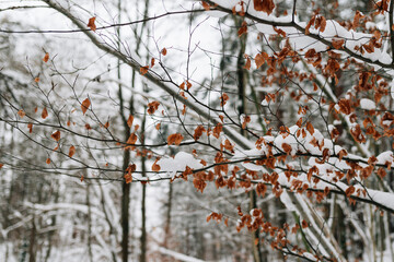 forest covered with snow in winter
